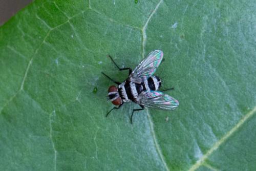 Réf. 244 020 : Trigonospila transvittata